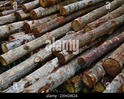 I tronchi sono ordinatamente impilati l'uno sull'altro, formando una pila Foto Stock