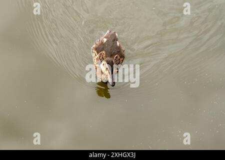 Un'anatra sta nuotando in un corpo d'acqua. L'anatra è piccola e marrone. L'acqua è calma e limpida Foto Stock