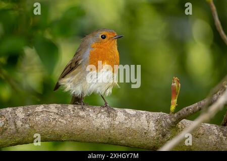 Primo piano di un uccello selvaggio del Regno Unito (erithacus rubecula) isolato in un bosco arroccato su un ramo d'albero, piume arricciate che soffiano nel vento primaverile. Foto Stock