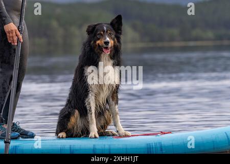 Collie nere, abbronzate e con bordi bianchi seduti su una tavola da paddle per un ritratto su un lago Foto Stock