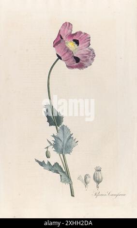 Papaver somniferum (papavero da oppio) illustrazione di un libro sulle piante medicinali di Maximilian Friedrich Weyhe e Theodor Friedrich Ludwig Nees von Esenbeck pubblicato nel 1828. Foto Stock