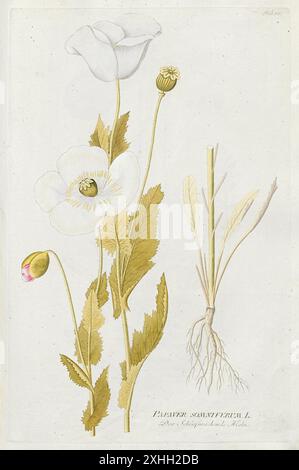 Papaver somniferum (papavero da oppio) illustrazione di un libro sulle piante medicinali di Plenck pubblicato nel 1792. Foto Stock