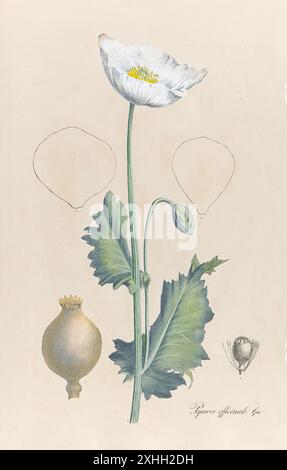 Papaver officinale. GM. (Papavero da oppio) illustrazione di un libro sulle piante medicinali di Maximilian Friedrich Weyhe e Theodor Friedrich Ludwig Nees von Esenbeck pubblicato nel 1828. Foto Stock