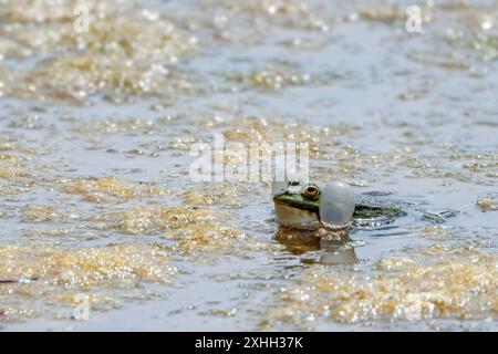 Marsh rana Rana ridibunda, con sacche vocali gonfiate corpo verde con gola bianca occhi dorati in lago con alghe in superficie che richiamano la stagione estiva del Regno Unito Foto Stock