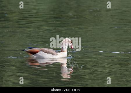 Oca egiziana Alopochen aegyptiaca, che nuota cerotti di ali di colore marrone pallido e bianco grigio cerotti di colore marrone scuro agli occhi gambe rosa e occhi di colore arancione Foto Stock