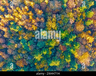 Volo in cima agli alberi in autunno nei Paesi Bassi in Europa Foto Stock