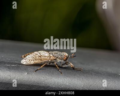 Primo piano di una comune mosca di cavallo seduta su una superficie metallica Foto Stock