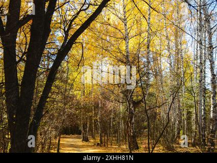 Alberi nel fitto boschetto della foresta autunnale Foto Stock