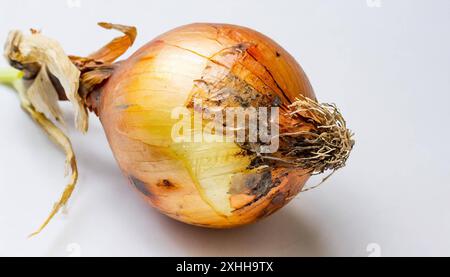 Gemüse, Zwiebel, Allium cepa, einzelne Bio Zwiebel 1f-933782 Foto Stock