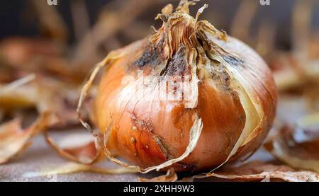 Gemüse, Zwiebel, Allium cepa, einzelne Bio Zwiebel 1f-933785 Foto Stock