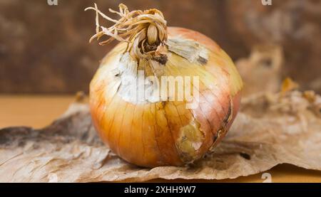 Gemüse, Zwiebel, Allium cepa, einzelne Bio Zwiebel 1f-933783 Foto Stock