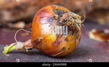 Gemüse, Zwiebel, Allium cepa, einzelne Bio Zwiebel 1f-933784 Foto Stock