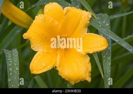 Primo piano di un giglio giallo ricoperto di gocce di pioggia. Foto Stock