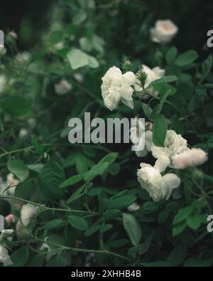 Il cespuglio presenta fiori bianchi e foglie verdi, appartenenti alla famiglia Rose. È un impianto di fioritura, un impianto annuale, identificato come un sottoarbusto con Foto Stock