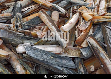 Conchiglie di rasoio sulla riva dopo una tempesta Foto Stock