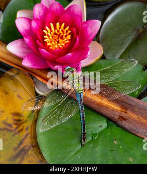 Una vibrante libellula che poggia su un giglio verde accanto a un fiore di giglio rosa in fiore Foto Stock