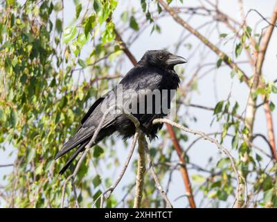 Un corvo di carogne, Corvus corone, arroccato su un albero. Foto Stock