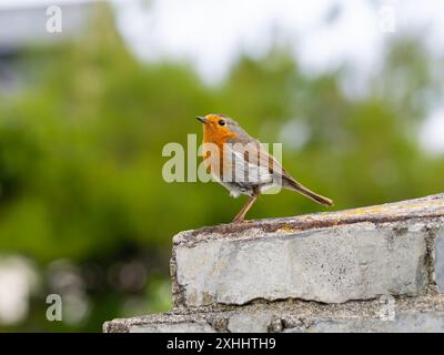 robin europeo, erithacus rubecula, conosciuto come robin o robin redbreast. Foto Stock