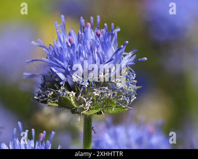 Jasione montana, noto come punta di pecora, cofani blu, bottoni blu, margherite blu e fiore di ferro. Foto Stock