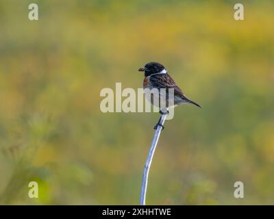 Una chiacchierata europea maschile, Saxicola rubicola, arroccata su un ramoscello. Foto Stock