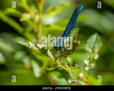 Una demoiselle con banchi di birra, Calopteryx splendente, che riposa su una foglia. Foto Stock