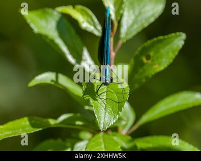 Una demoiselle con banchi di birra, Calopteryx splendente, che riposa su una foglia. Foto Stock