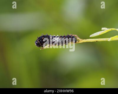 Le larve di Papilio machaon, la farfalla della coda di rondine del Vecchio mondo, che si nutre di prezzemolo al latte. Foto Stock