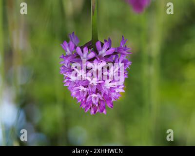 Anacamptis pyramidalis, L orchide. Foto Stock