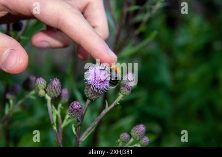 Vita ordinaria nella città di Samara in estate Bodyak polevoy Samara regione di Samara Russia Copyright: XSvetlanaxVozmilovax Vozmilova5499 Foto Stock