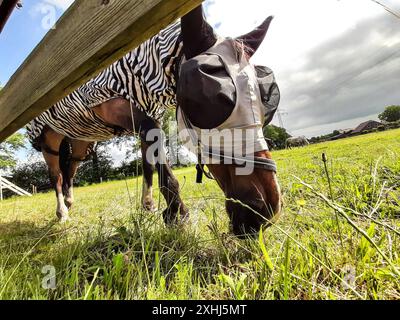 PFERD beim Gras fressen *** erba mangiatrice di cavalli Copyright: XLobeca/RHx Foto Stock