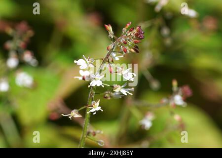 Primo piano piccoli e delicati fiori bianchi dell'ombra notturna di Enchanter (Circaea lutetiana). Famiglia di Willowwib, famiglia di primrose serali (Onagraceae). Foto Stock