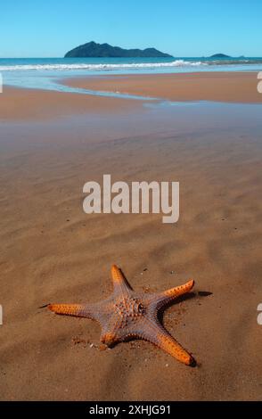 Stelle marine (Pentaceraster sp.) Sulla spiaggia con bassa marea, Mission Beach, con Dunk Island sullo sfondo, Queensland, Australia Foto Stock