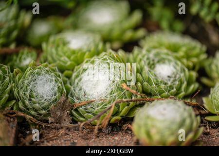 Sempervivum arachnoideum casa-porro in un giardino Foto Stock