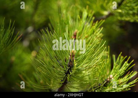 Lodgepole Pine - Spring shoot budding Foto Stock