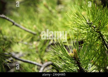 Lodgepole Pine - scatti primaverili con cono di semi immaturo Foto Stock