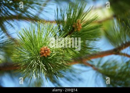 Lodgepole Pine - si sviluppano coni di polline Foto Stock