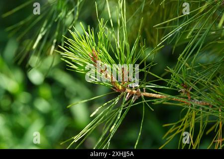 Tanyosho Japanese Red Pine - primo piano Foto Stock