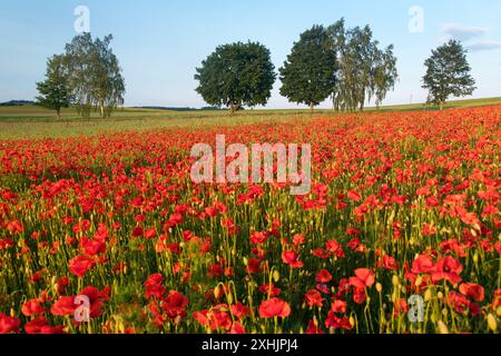 Campo di papaveri rossi o papavero comune, papavero di mais, rosa di mais, papavero da campo, papavero delle fiandre, in latino Papaver Rhoaes Foto Stock