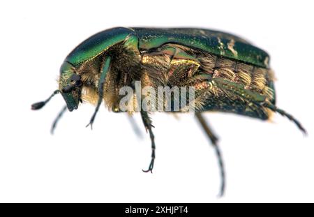 Green Rose Chafer, in latino Cetonia Aurata, isolato su sfondo bianco Foto Stock