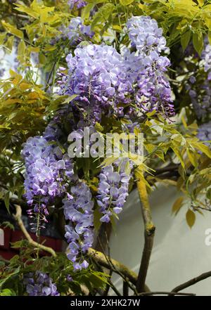 Chinese Wisteria, Wisteria sinensis, Fabaceae. Cina, Asia. Foto Stock