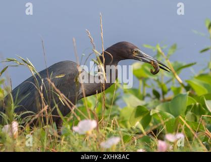 L'airone azzurro (Egretta caerulea) con gamberi catturati Foto Stock