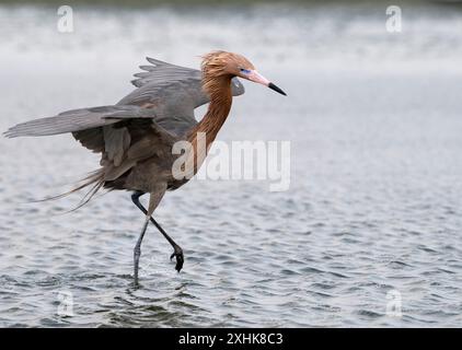 L'egret rossastro (Egretta rufescens) pesca con il tempo alare, Galveston, Texas, Stati Uniti Foto Stock