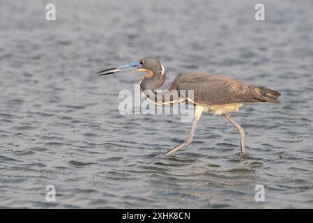 Il tricolore heron (Egretta tricolore) la pesca in Galveston Bay, a Galveston, Texas, Stati Uniti d'America Foto Stock