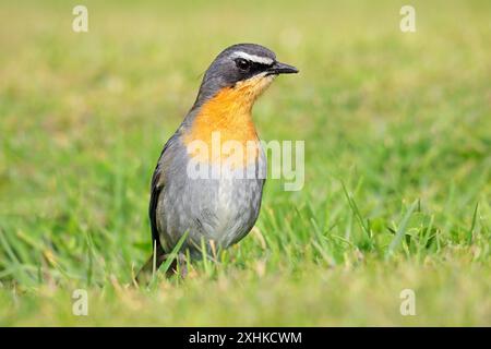 Un colorato Cape robin-chat (Cossypha caffra) arroccato sul terreno, Sud Africa Foto Stock