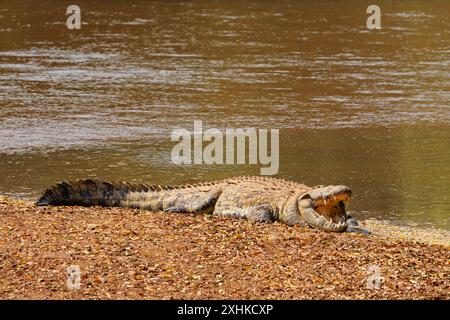 Un grande coccodrillo del Nilo (Crocodylus niloticus) che si crogiola nell'habitat naturale, il Parco Nazionale di Kruger, Sudafrica Foto Stock