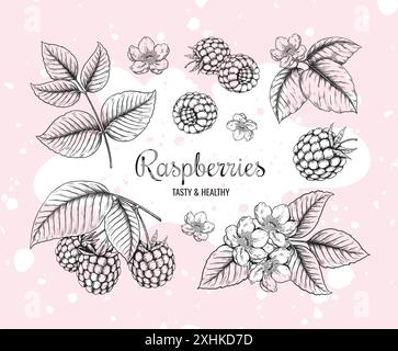 Schizzo di lampone. Bacca d'annata. Frutta gustosa e sana. Raccolto da giardino. Sapore BlackBerry. Delineare le foglie selvatiche della foresta. Filiali di piante. Marmellata o dessert. Elementi di disegno botanico. Banner telaio vettoriale Illustrazione Vettoriale