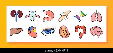 Icona Set anatomico. Reni, denti, stomaco, articolazione, DNA, polmoni, cuore, occhio, feto, intestino, cervello. Illustrazione Vettoriale