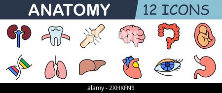 Icona Set anatomico. Reni, denti, stomaco, articolazione, DNA, polmoni, cuore, occhio, feto, intestino, cervello. Illustrazione Vettoriale