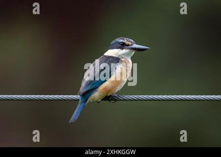 Sacred Kingfisher, Todiramphus sanctus, On Wire, Nelson, South Island, nuova Zelanda Foto Stock