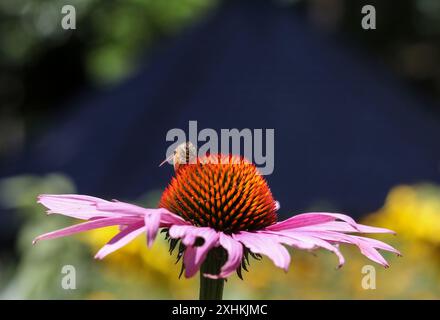 Fiordaliso viola e ape nei Royal Botanic Gardens di Melbourne, Australia. Foto Stock